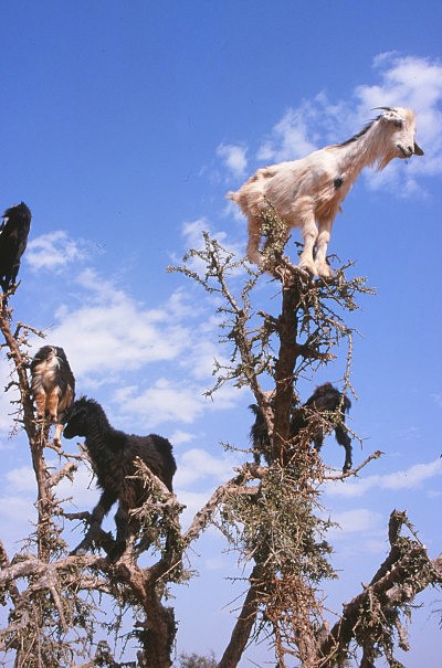 Kozy na arganovnku, oblast Antiatlasu