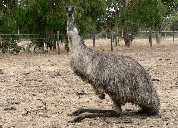 Australsk fauna