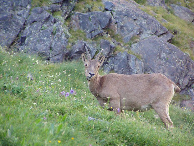 Kozoroec alpsk (Capra ibex ibex)