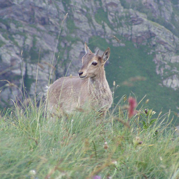Kozoroec alpsk (Capra ibex ibex)
