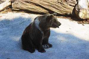 Medvd hndy (Ursus arctos)
