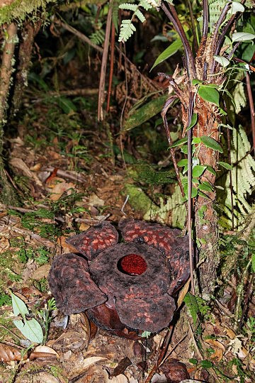 Rafflesia, bohuel u zernal