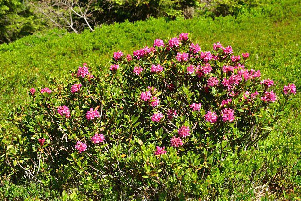 Ndhern kvetouc pnink rezav (Rhododendron ferrugineum)