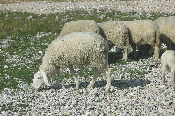 Julsk ovce
