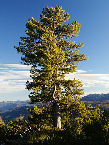 Borovice limba - odoln alpsk strom