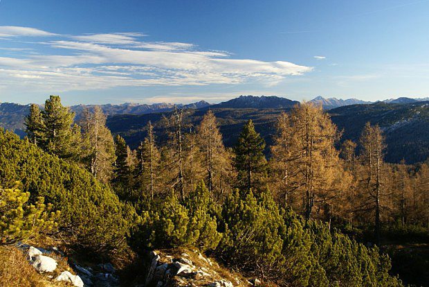 Alpsk les pod vrcholem Zinkenu s modny a limbami