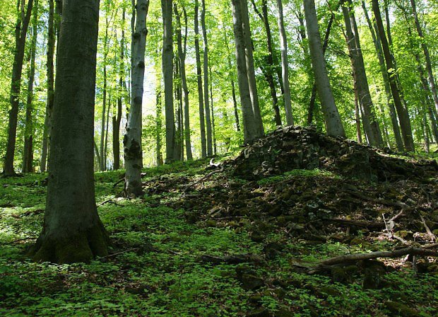 Pirozen bukov les na vchodnm svahu Tlustce