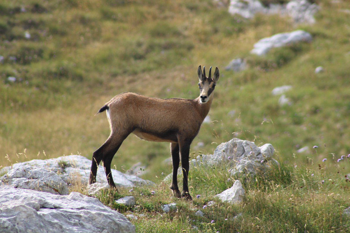 Durmitor