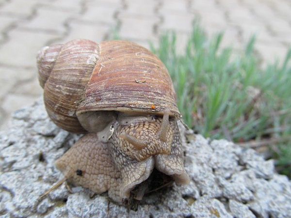 Hlem zahradn (Helix pomatia)