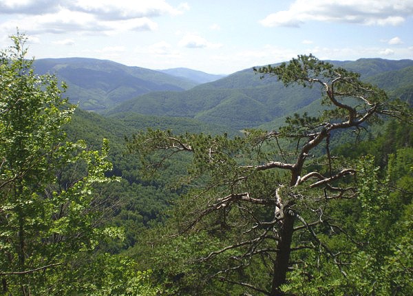 Planina