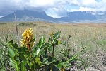 Roraima