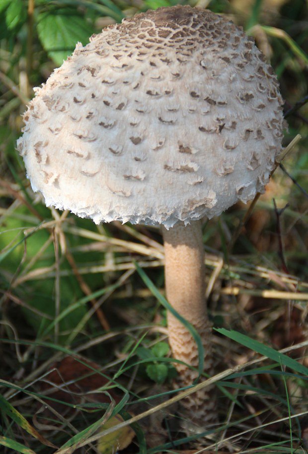 Bedla vysok (Macrolepiota procera)