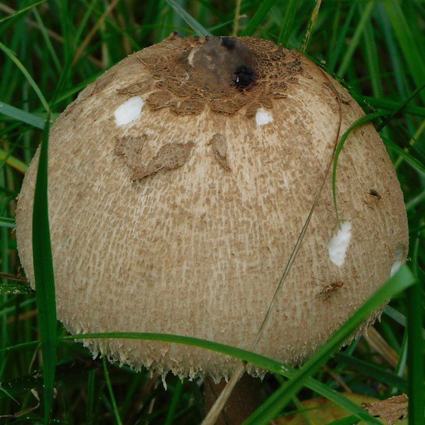 Bedla vysok (Macrolepiota procera)