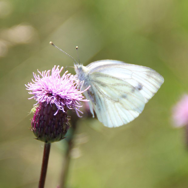 Blsek epkov (Pieris napi)