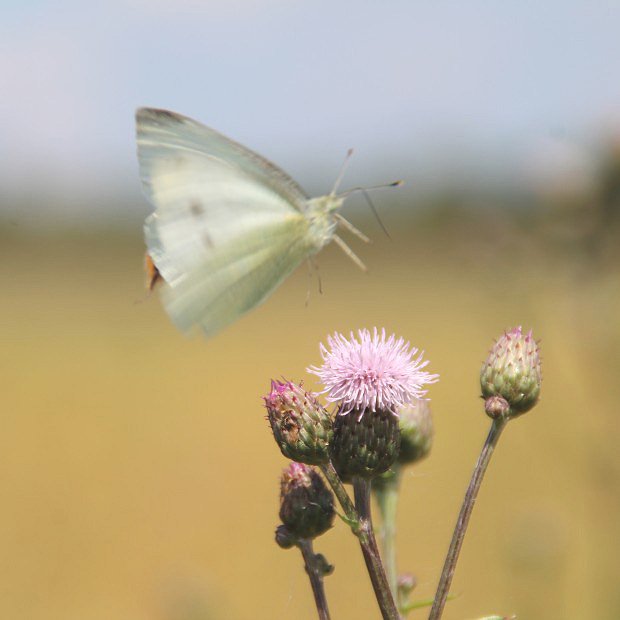 Blsek epkov (Pieris napi)