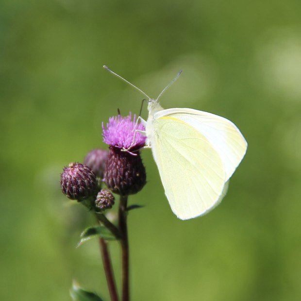 Blsek epkov (Pieris napi)