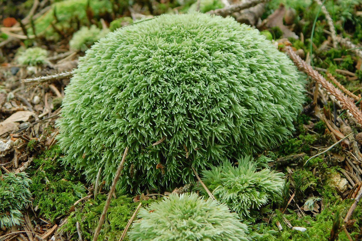 Blomech siv (Leucobryum glaucum)