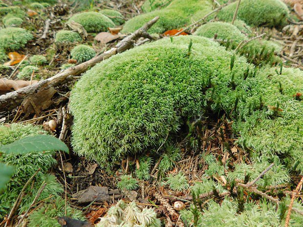 Blomech siv (Leucobryum glaucum)