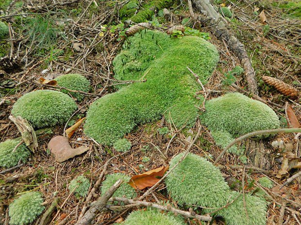 Blomech siv (Leucobryum glaucum)