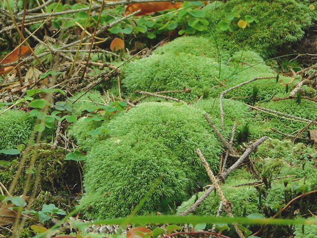 Blomech siv (Leucobryum glaucum)