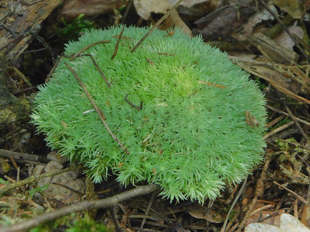 Blomech siv (Leucobryum glaucum)