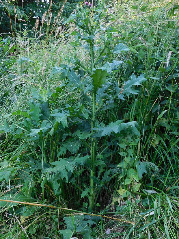 Bodlk kadeav (Carduus crispus)