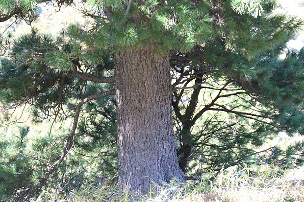 Borovice limba (Pinus cembra)