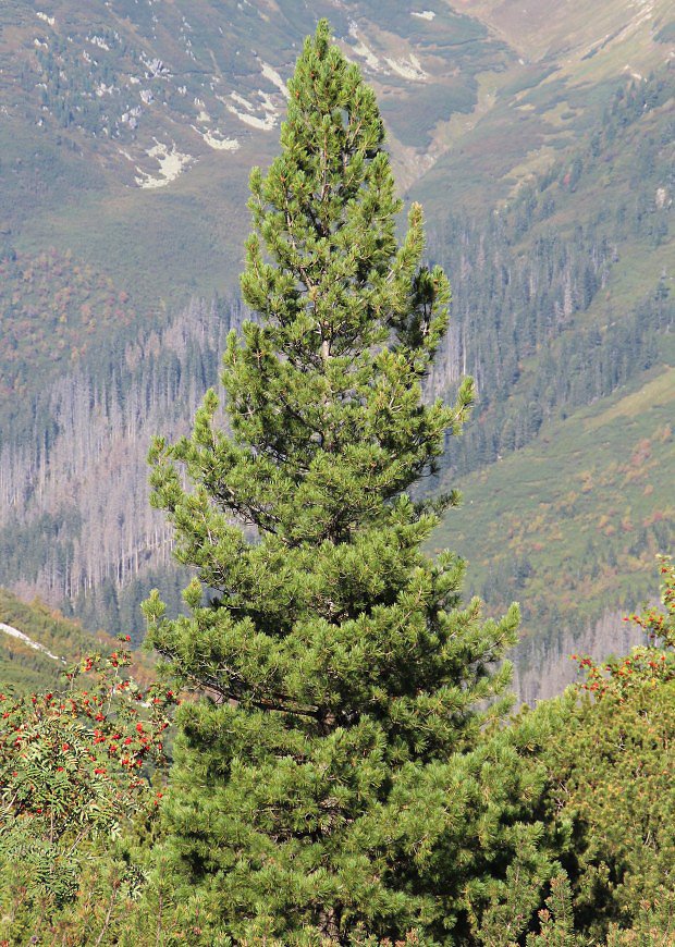 Borovice limba (Pinus cembra)