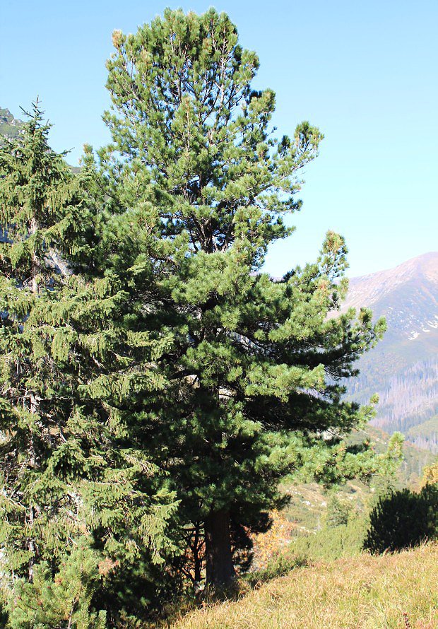 Borovice limba (Pinus cembra)