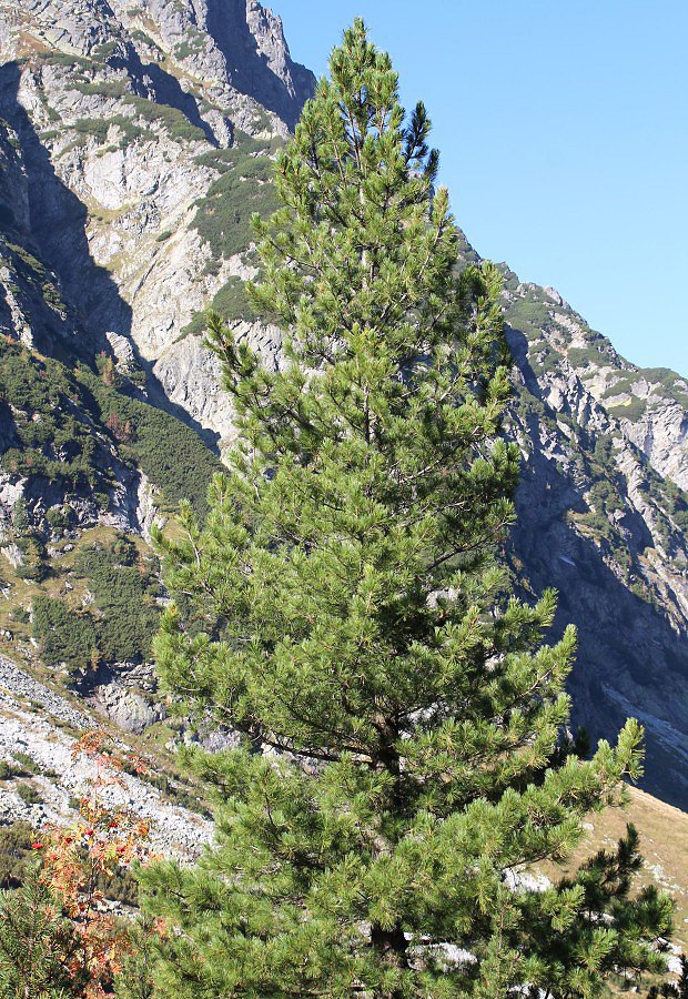 Borovice limba (Pinus cembra)