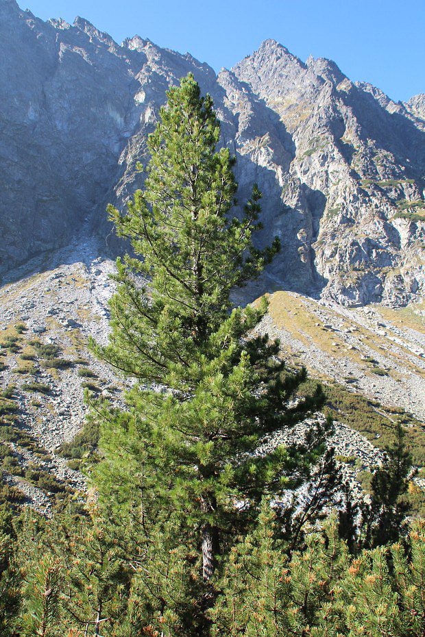 Borovice limba (Pinus cembra)