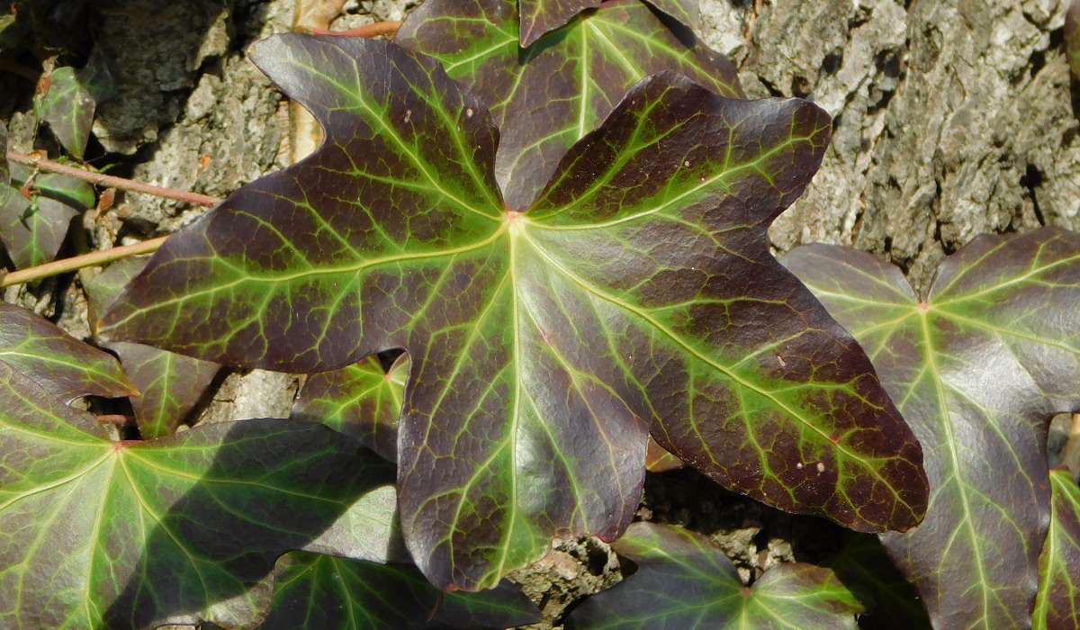 Bean popnav (Hedera helix)