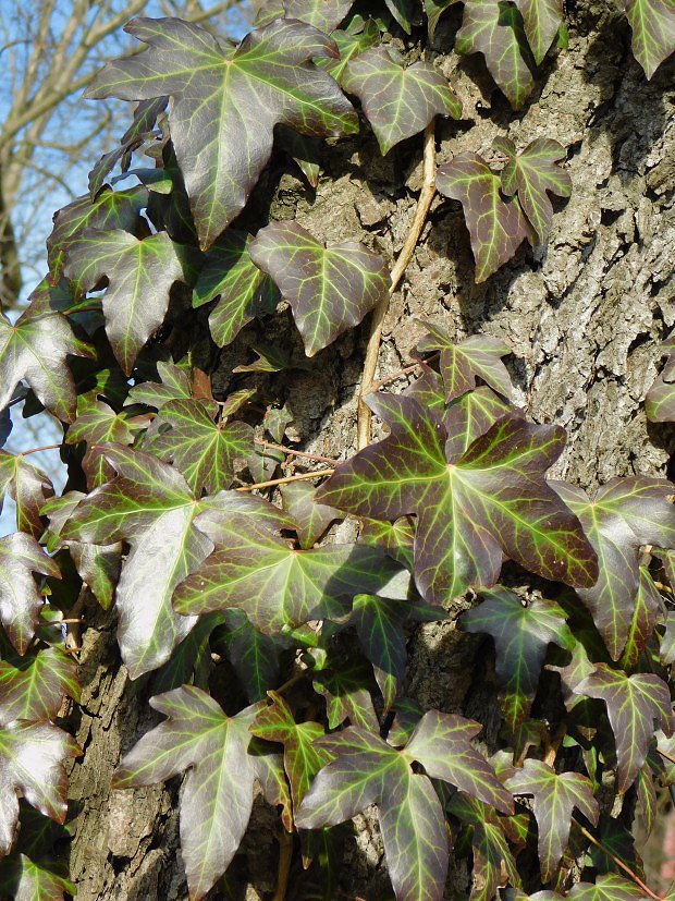 Bean popnav (Hedera helix)