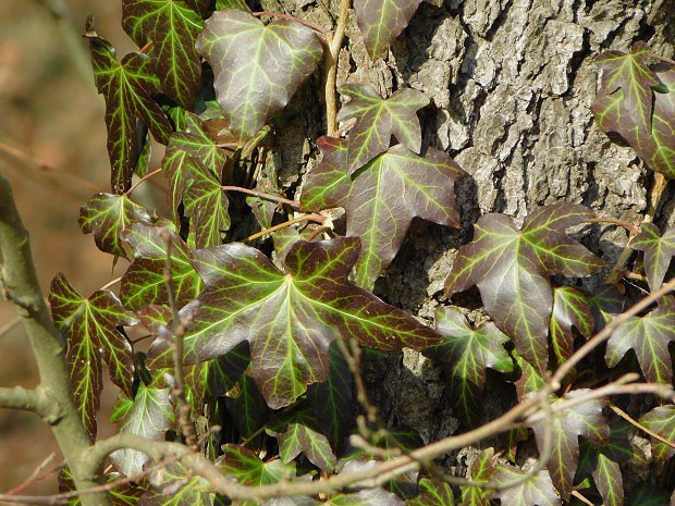 Bean popnav (Hedera helix)