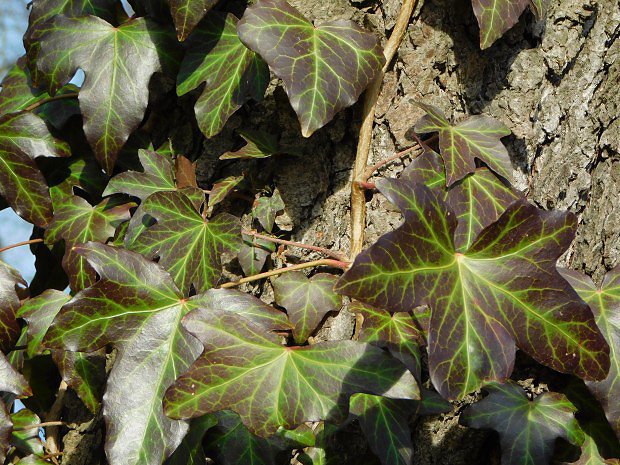 Bean popnav (Hedera helix)