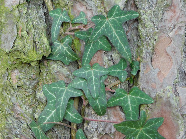 Bean popnav (Hedera helix)