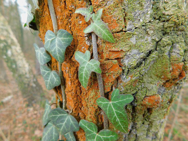 Bean popnav (Hedera helix)