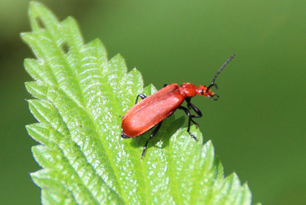 ervenek piloroh (Pyrochroa serraticornis)