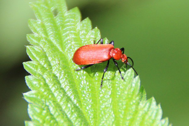 ervenek piloroh (Pyrochroa serraticornis)