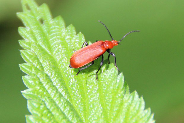 ervenek piloroh (Pyrochroa serraticornis)