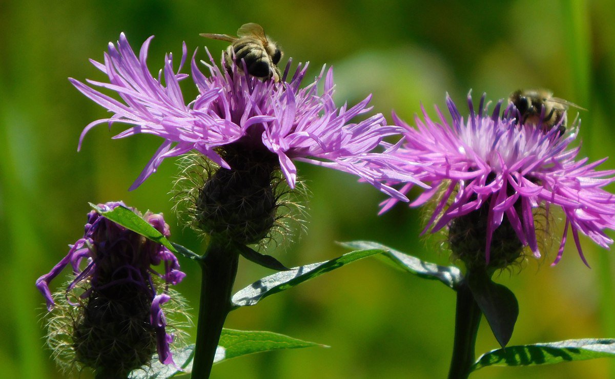 Chrpa lun (Centaurea jacea)