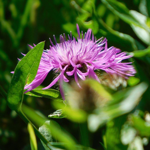 Chrpa lun (Centaurea jacea)