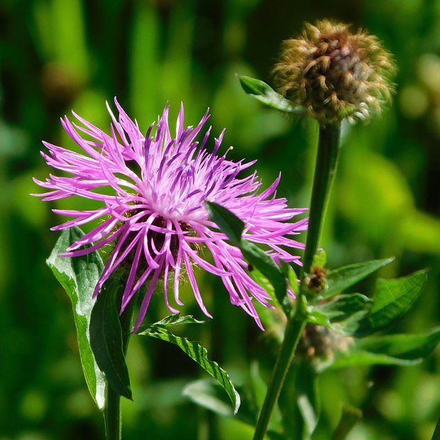 Chrpa lun (Centaurea jacea)