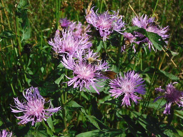 Chrpa lun (Centaurea jacea)