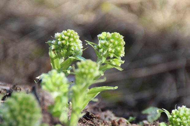 Devtsil bl (Petasites albus)