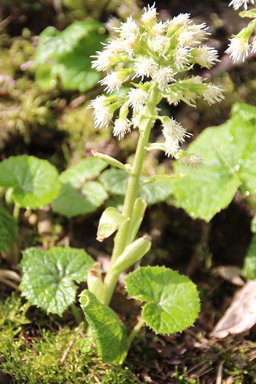 Devtsil bl (Petasites albus)