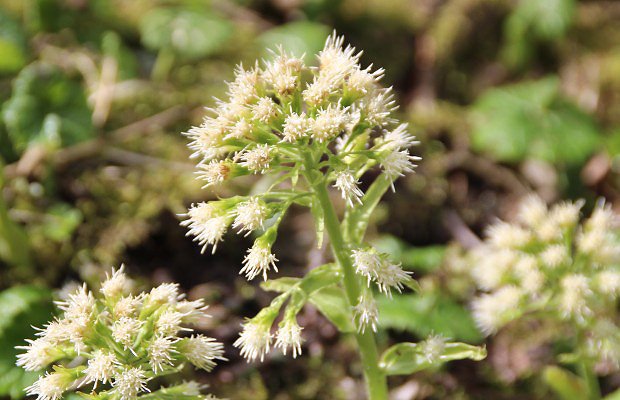 Devtsil bl (Petasites albus)