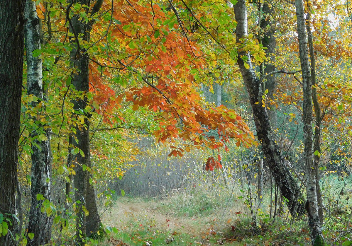 Dub erven (Quercus rubra)