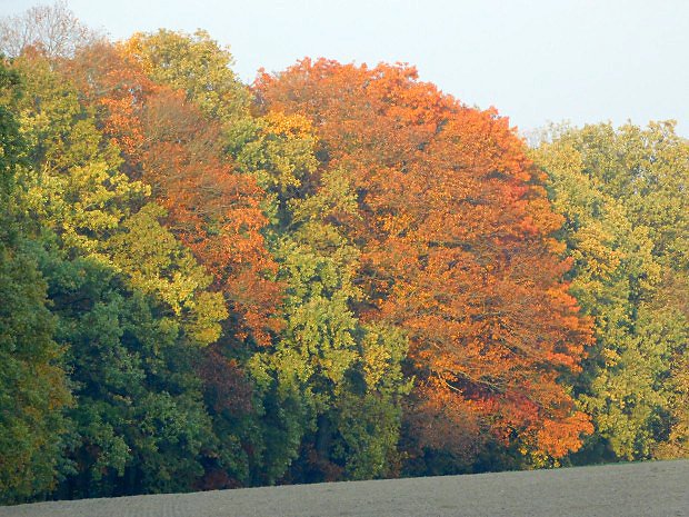 Dub erven (Quercus rubra)