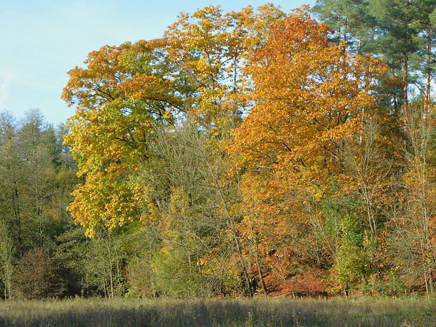 Dub erven (Quercus rubra)